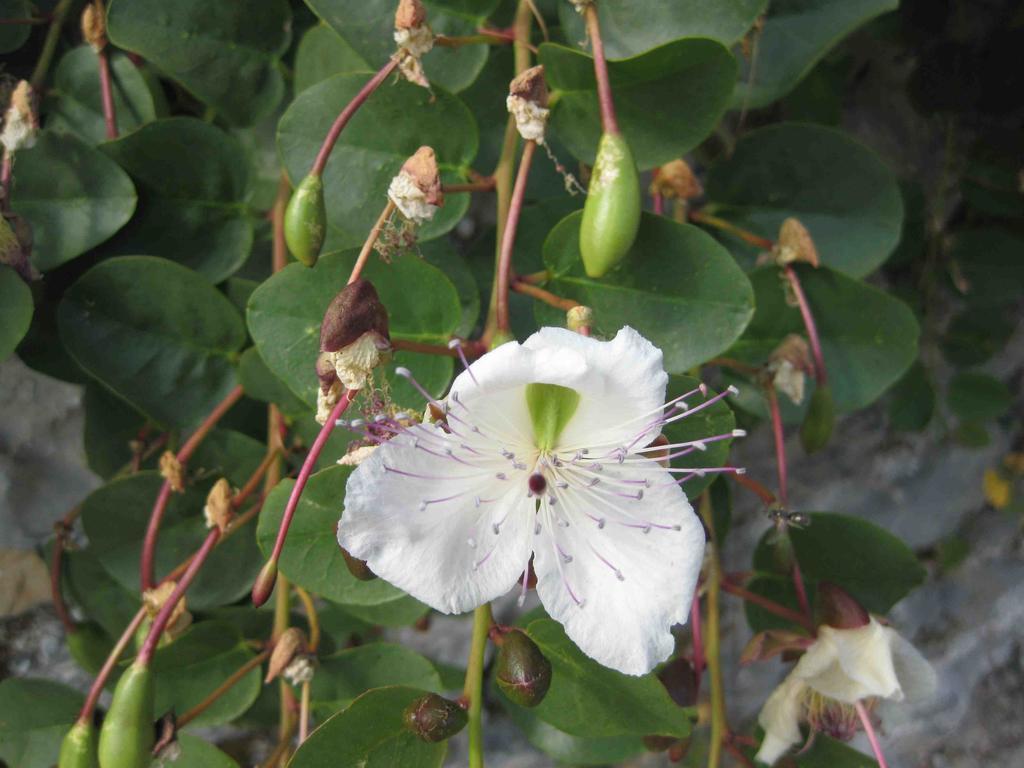 مبيت وإفطار ليريسي Agriturismo "La Rosa Canina" المظهر الخارجي الصورة